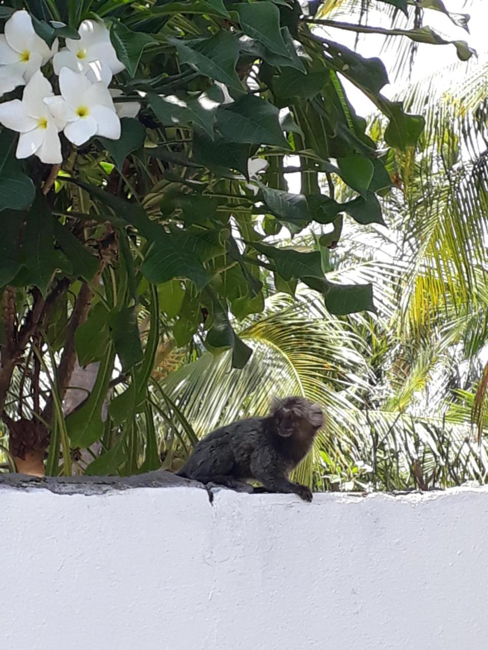 Pousada Caribe Nordestino Tamandaré المظهر الخارجي الصورة